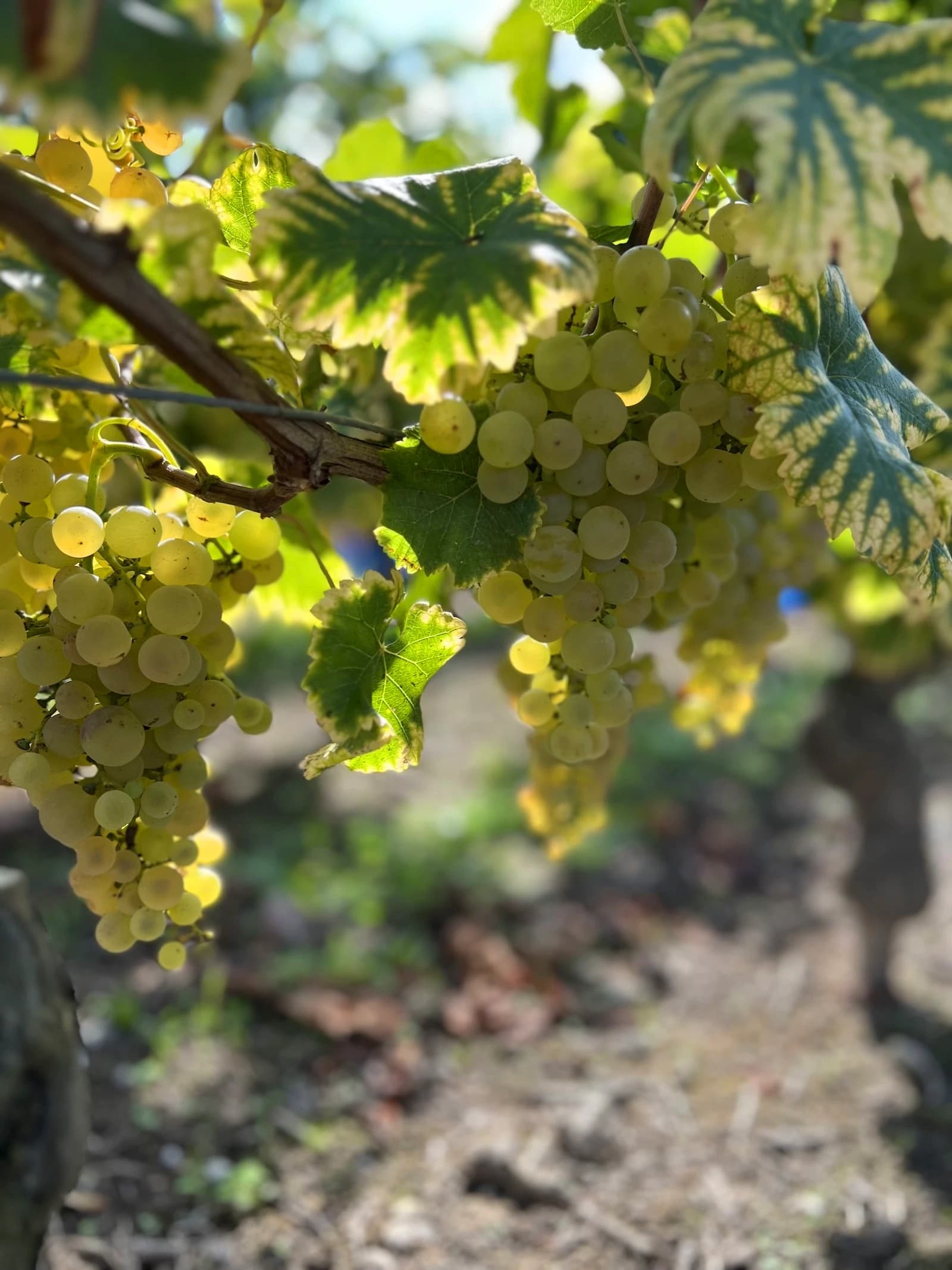 Photo d'une grape de raisin du vignoble en plein soleil