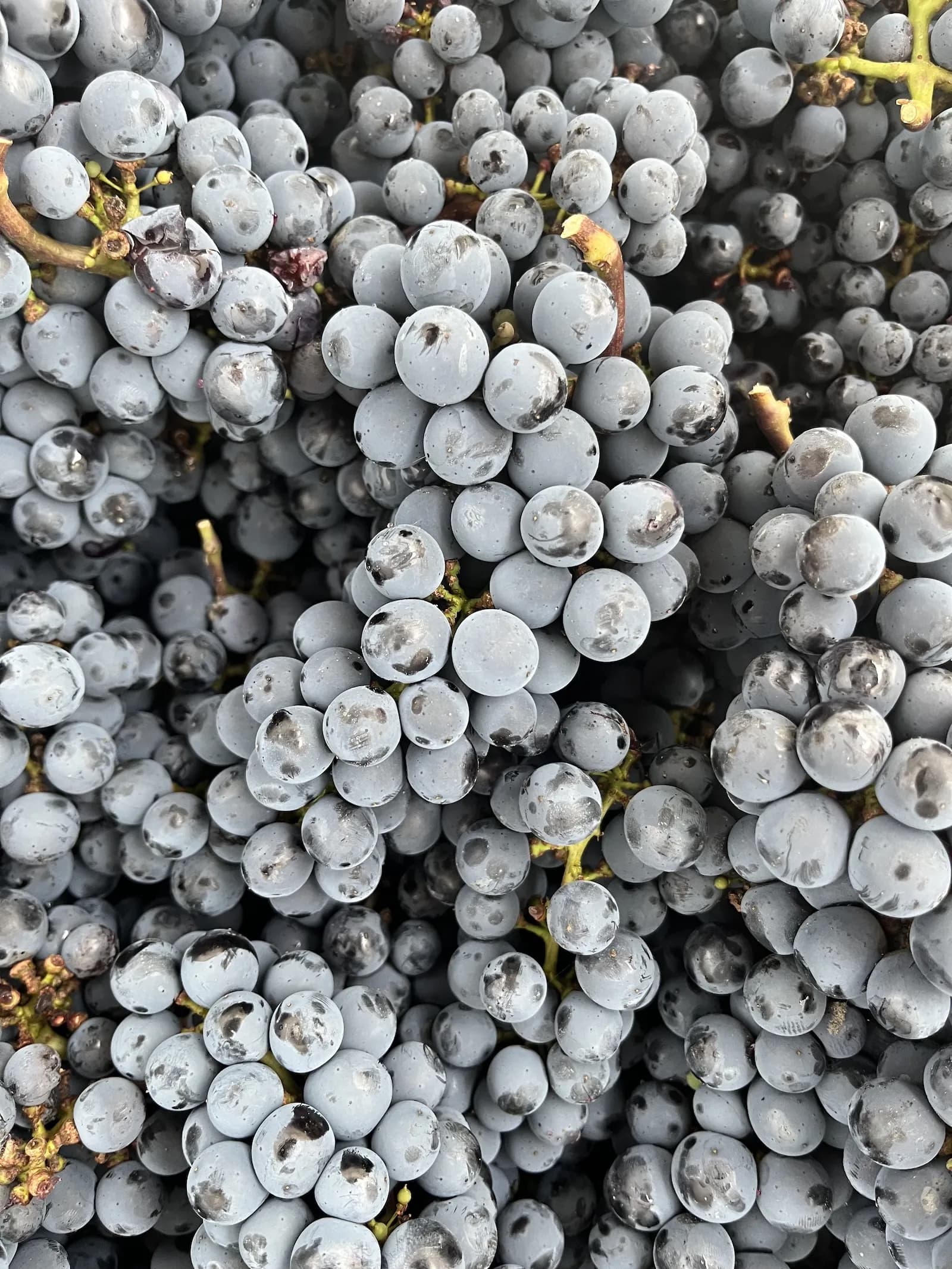 Magnifique grappe de vignes tenue par Damien Simone