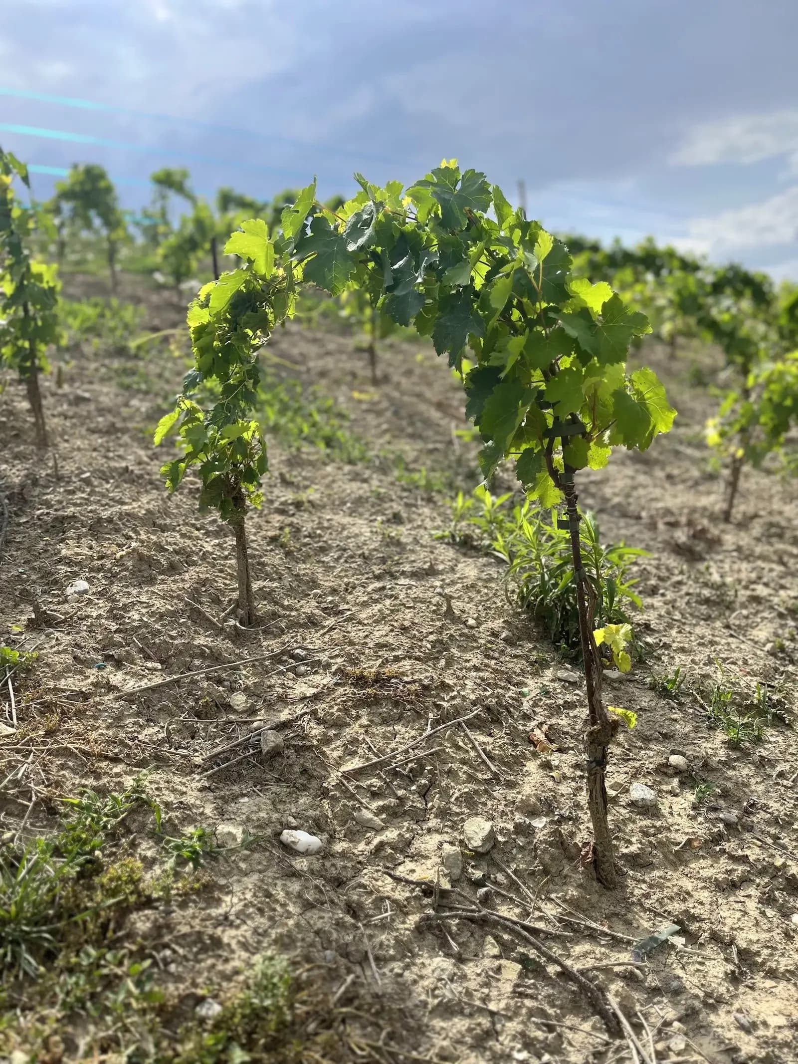 Image d'un pied planté depuis peu