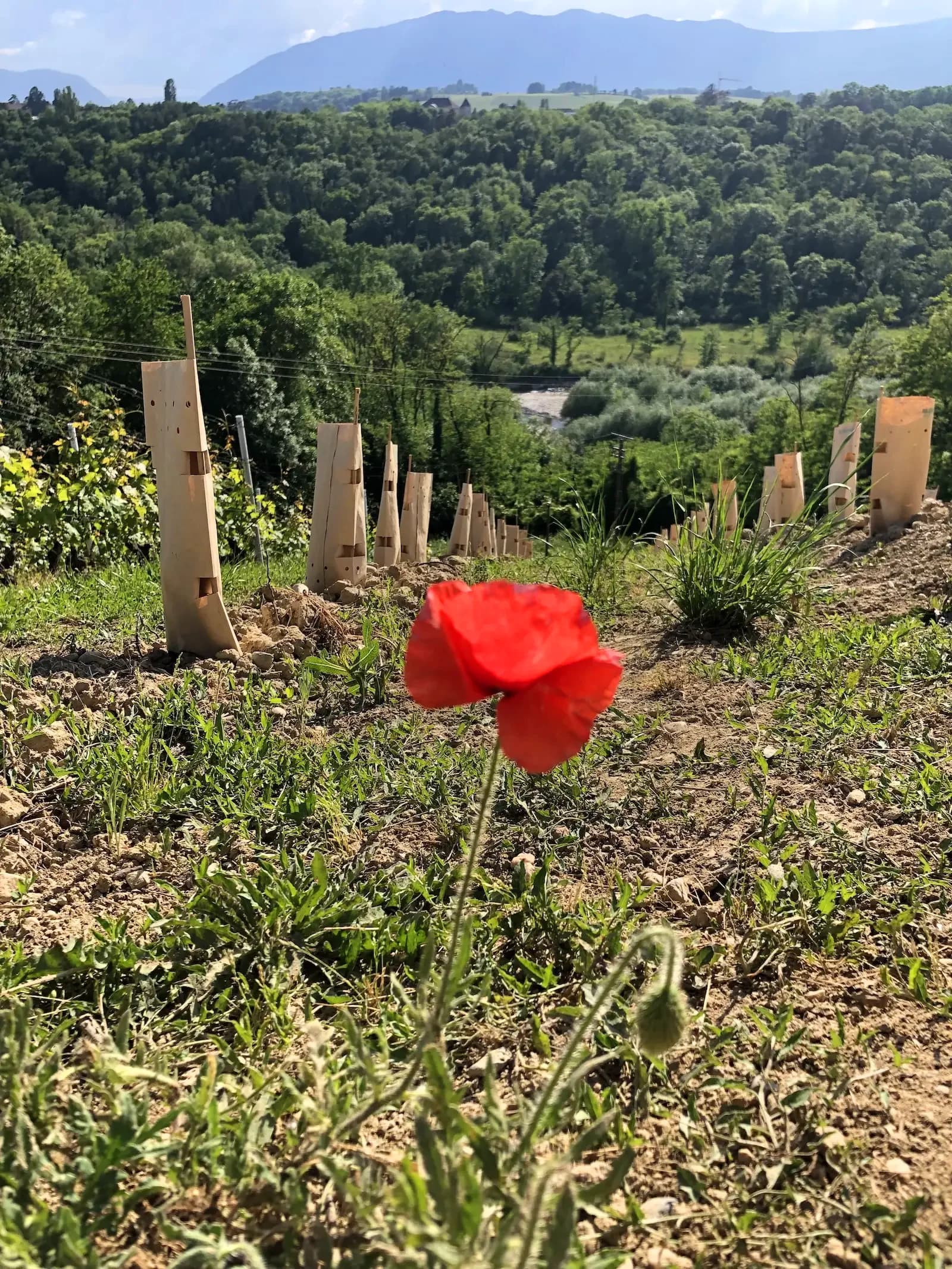 Image d'une fleure sur la parcelle